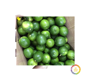 Suministro a Granel de Limas Verdes Sin Semillas de Vietnam - Product Image 2