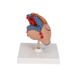 Modelo de corazón humano, 3 piezas, anatomía humana, biología, modelo educativo, fabricante profunda - Product Image 2