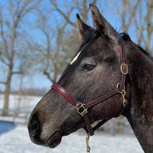 Halter rembourré de luxe de 3/4 po avec mousqueton - Product Image 1