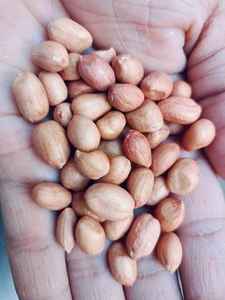 Raw Groundnut Seeds from India Bold Clean Dried Peanuts High Grade for Oil Processing & Snacks - Product Image 3