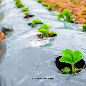 Rouleau de paillis en plastique de haute qualité 0.30 microns 120cmX270m Film Mulsa agricole pour l'horticulture Service de coupe personnalisable - Product Image 5