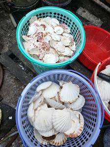 Meilleure vente Collection de coquillages du Vietnam pour les cadeaux faits à la main, les projets artistiques de bricolage écologiques et les décorations naturelles - Product Image 4