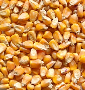 Offre spéciale Maïs jaune de haute qualité Grain de maïs pour les élevages de volailles Usines d'aliments pour animaux Industrie alimentaire et expédition mondiale - Product Image 6
