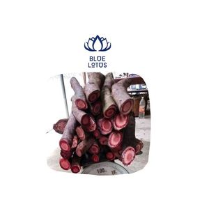 กาวสด Spatholob - Product Image 1