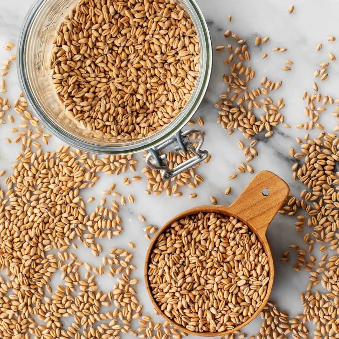 大麦穀物プレミアム大麦種子/動物飼料大麦/バルク大麦穀物麦芽大麦麦芽穀物