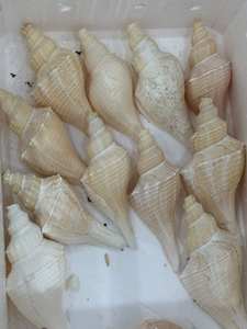 Mezcla de conchas marinas y estrellas de mar con temática oceánica-IDEAL PARA ACUARIO, BAÑO Y DECORACIÓN COSTERA - Product Image 4