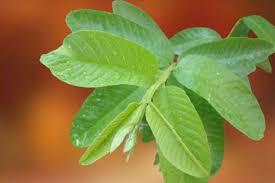 HOJAS DE GUAYABA SECAS PREMIUM DE VIETNAM - 100% TÉ DE HIERBAS NATURALES PARA LA SALUD Y EL BIENESTAR - Product Image 4