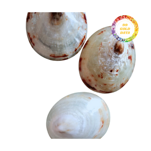 Limpet shell <b>supply</b> in standard size grades for general export purposes without any mention of skincare or decoration - Product Image 1