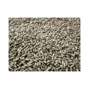 Vente en gros de grains de seigle en vrac pour la production de pain et les marchés de la nutrition - Product Image 5