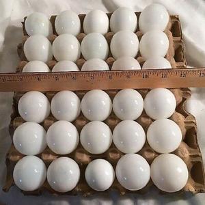 Huevos Frescos de Gallina Premium para Exportación, Cáscara Marrón y Blanca, Suministro Directo de Granja, Precio al por Mayor, Envío Rápido - Product Image 2