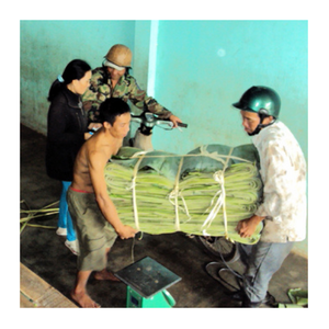 ใบตองสดแช่แข็งแบบพรีเมี่ยมสำหรับห่ออาหารและส่งออก - Product Image 4