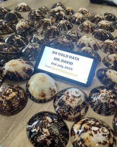 Coquille de patelle pour les projets d'artisanat artistique, y compris la conception de mur de bijoux de coquille ou la décoration aquatique emballée et expédiée dans le monde entier - Product Image 4