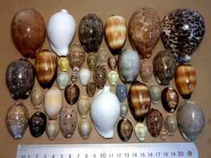 เปลือกหอยในปริมาณมากของเปลือกหอยตกแต่งในราคาที่ดีเหมาะมากสำหรับการตกแต่งและของขวัญ - Product Image 3