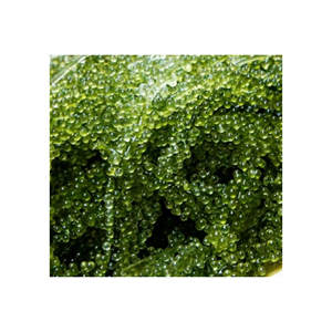 สาหร่ายแห้งจากหญ้าทะเลอบแห้ง/องุ่นทะเลอบแห้ง/ลาโต/อาโรเซป - Product Image 2