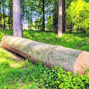 Premium Kiln Dried European Beech Round Timber | KD Hardwood Lumber A/B Grade 50cm+ Diameter 6m+ Length Whitish-yellow to Cream - Product Image 3