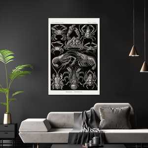 Póster de Haeckel Art Decapods, Diseño Moderno Estilo Anime, Lienzo Enmarcado en Madera, 86 Formas de Arte Natural para Colgar en la Pared - Product Image 1