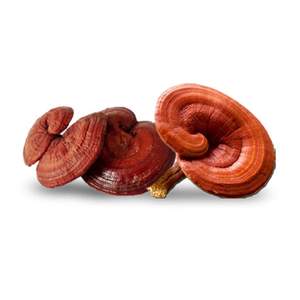 VENTA Rebanadas de hongos Reishi secos Té de Ganoderma Lucidum VACACIONES orgánicas - Product Image 6