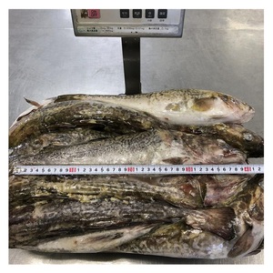 Meilleure Qualité de Morue d'Atlantique Fraîche / Filets de Morue Fraîche en Gros pour Exportation - Product Image 6