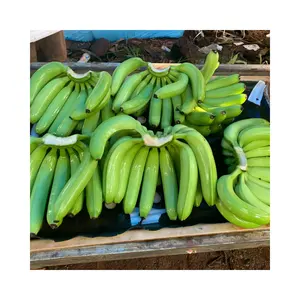 High-Quality Cavendish Bananas: Sourced from Our Plantation