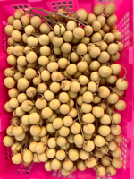 Premium Kwaliteit Verse Longan-Tegen Concurrerende Prijzen/Aziatisch Fruit Verse Longan Groothandel