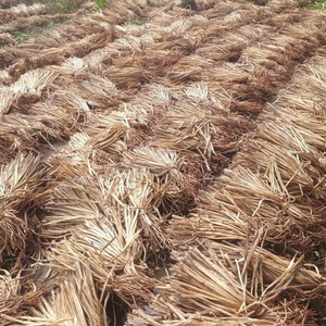 Jacinto de agua seca de alta calidad crudo utilizado para artesanías al por mayor al mejor precio de Vietnam - Product Image 5
