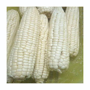 ข้าวโพดขาวพรีเมียมสำหรับขายส่ง พร้อมจัดส่งจำนวนมาก - Product Image 3