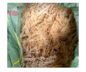 Export Sea Moss Vietnam Bulk Premium Secado Eucheuma Cottonii Irish Seaweed Potente Superfood Skin Health Digestion Venta caliente ahora - Product Image 3