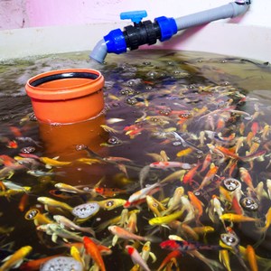 Probiotique d'aquaculture sous forme de poudre pour améliorer le taux de survie - Product Image 5