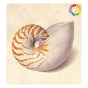 Nautilus Shell decorativo, Nautilus Shell Beach Decor, Nautilus Shell pulido para diseño de interiores y joyería - Product Image 6