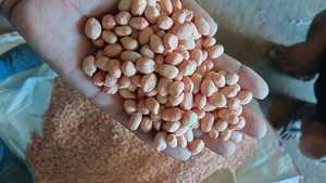 Super Quality Premium Raw <strong>Peanuts</strong> for Chutney High Oil Content Bold <strong>Size</strong> Ideal for Grinding &amp; Cooking - Product Image 4