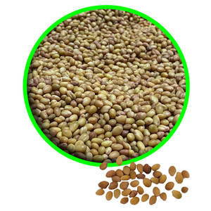 Berseem Clover | Bueno para soluciones de forraje para clima frío - Product Image 1