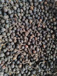 Pimienta India Orgánica Fresca, Especias de Primera Calidad, Sin Pesticidas, Sabor Picante, Hierba, Suministro a Granel, Exportación Agrícola al por Mayor - Product Image 2