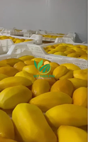 Premium IQF Diepvries Mango Bulk-Sticks/Dobbelstenen/Hele vruchten/Halve vruchten/Puree - Gemaakt door VIET THIEN PHU Vietnam