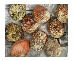 9-14cm poli blanc nacre vadrouille Tahiti Pinctada Margaritifera coquille brute Style Animal décoration de la maison - Product Image 1