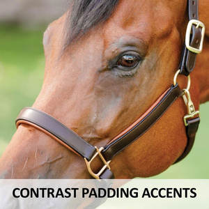 Doble puntada contraste Color acolchado cuero caballo Halter Premium grado A cuero de búfalo ajuste ajustable Hardware sólido uso diario - Product Image 4