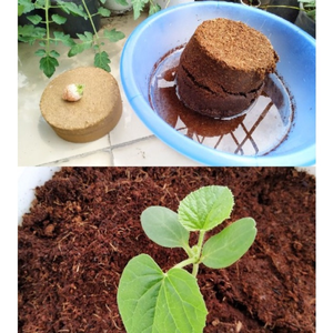 L'écologisation de notre jardin avec de la pate de coco de haute qualité-une Option Alternative pour la planification depuis le Vietnam au meilleur prix 99GD - Product Image 3
