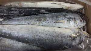 Pescado Mahi Mahi, Precio al por Mayor, Congelado, Entero y Redondo - Product Image 6