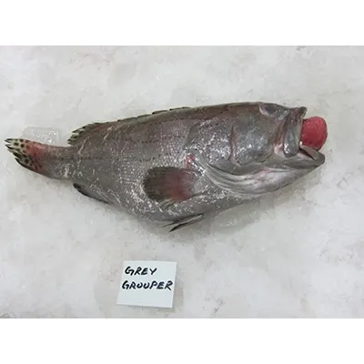 Taze gri orfoz balık dondurulmuş gri orfoz-Epinephelus Tauvina (deniz ürünleri)