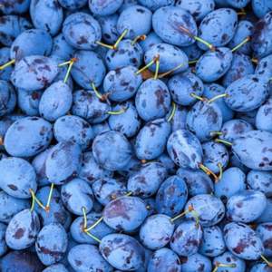 Variétés de prunes fraîches de qualité supérieure de classe I : Sweet Purple Victoria et Black Diamond - Product Image 3