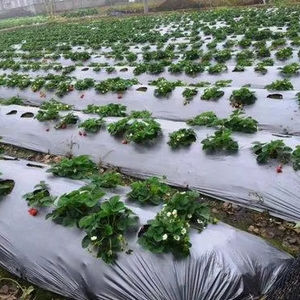 Les films de paillis de qualité supérieure pour les applications agricoles améliorent la température du sol minimisent l'évaporation et augmentent le rendement - Product Image 1
