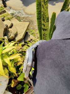 Montre-bracelet haut de gamme pour homme, style unique, diamant moissanite, acier inoxydable bicolore, glacée, hip-hop, mouvement automatique - Product Image 2