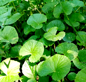 Venta caliente Pennywort seco de 99GD Vietnam con alta calidad y mejor precio - Product Image 3