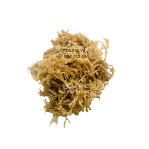 Musgo de mar irlandés de grado Superior 100% Natural Wildcrafted tostado seco a un precio razonable preparado para envío 2024 - Product Image 6