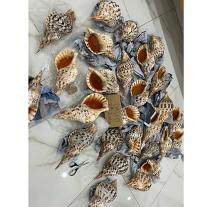 Conchas de trompeta de Vietnam de grado de exportación para proyectos de decoración de lujo, artesanías oceánicas y estilismo para el hogar - Product Image 1