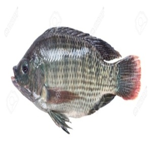 ปลาทิลาเปียแช่แข็ง ขายส่ง ส่งออกทั่วโลก - Product Image 3