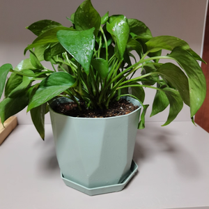 Pavico, fabricado en Vietnam, macetas clásicas de plástico PP para uso doméstico, diseño personalizado, colores simples para plantar en el suelo, jardinería - Product Image 4