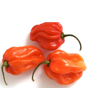 Pimientos Amarillos Habanero Frescos de Alta Calidad al por Mayor con Sabor Picante 25 kg 99% Maduros - Product Image 4