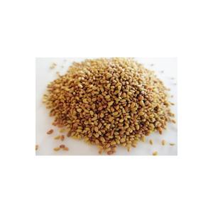 Kowseri Kaval seme di trifoglio 1kg (altezza 130 Cm) Ekower