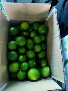 Chất lượng cao chanh tươi bán buôn Nhà cung cấp cung cấp số lượng lớn với giá cả cạnh tranh cho người mua - Product Image 4