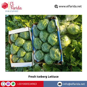 Lechuga Iceberg Fresca 100% Natural de Calidad de Exportación Más Vendida en 2022, a la Venta desde Egipto a Precio de Mayoreo - Product Image 2